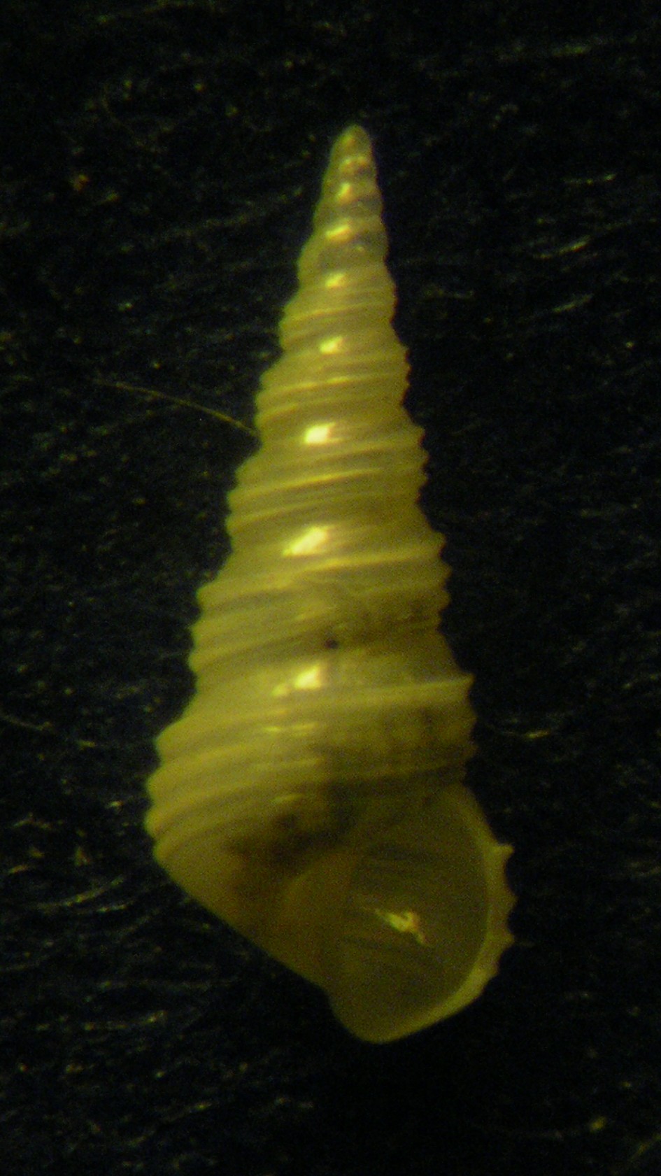 e questa meraviglia?